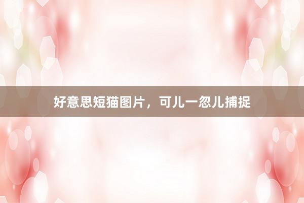好意思短猫图片,可儿一忽儿捕捉